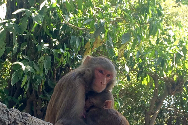 Monkey @ Swayambhunath Temple Kathmandu